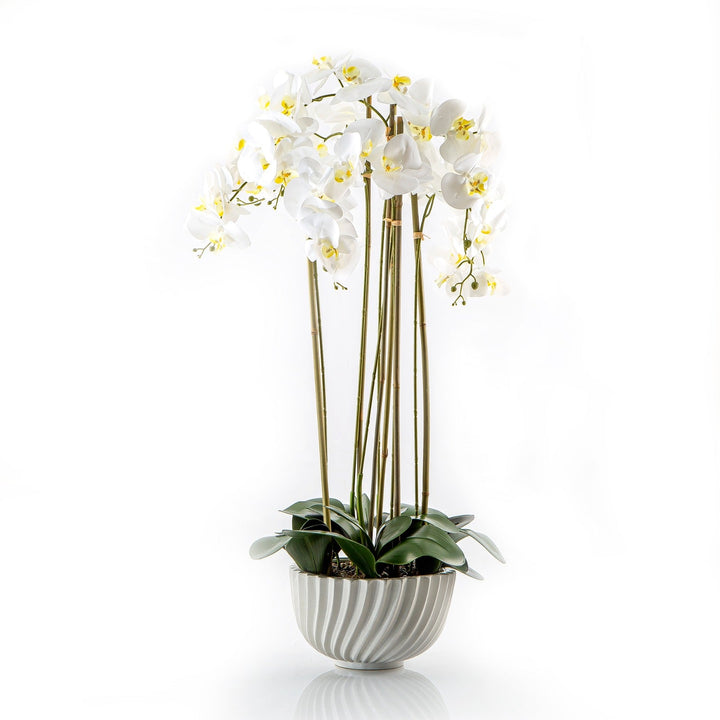 Orchid Plant 2 (5316905336997) (7090508300483)